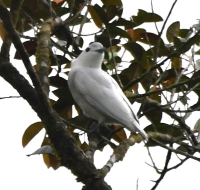 Snowy Cotinga