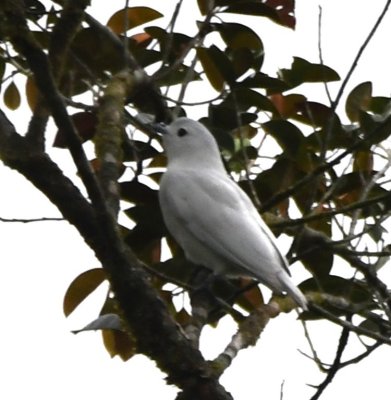 Snowy Cotinga