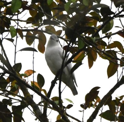 Snowy Cotinga