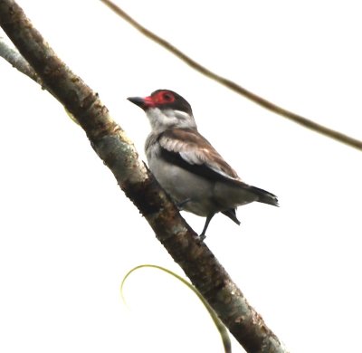Female Masked Tityra