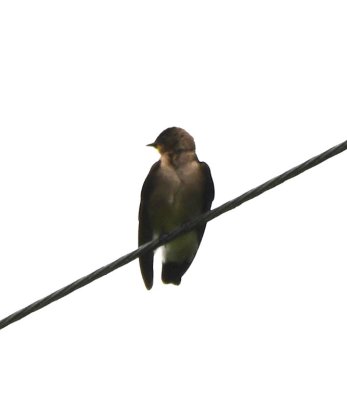 Southern Rough-winged Swallow