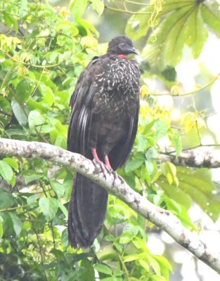 Crested Guan