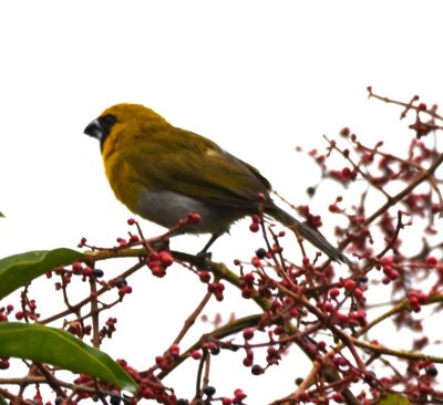 Black-faced Grosbeak
near the dining room at La Selva Biological Station
just before we stopped for breakfast