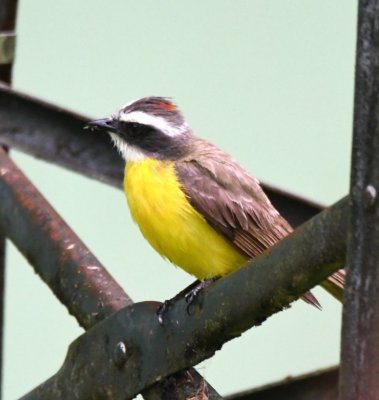 Social Flycatcher
showing its red crest