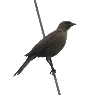 Female Shiny Cowbird