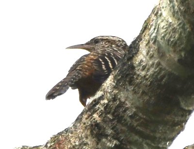 Band-backed Wren