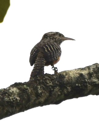 Band-backed Wren