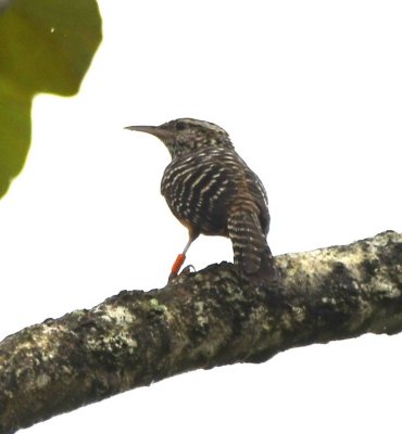 Band-backed Wren