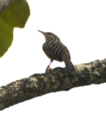 Band-backed Wren