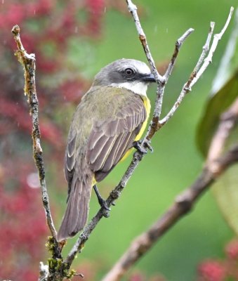 Gray-capped Flycatcher
