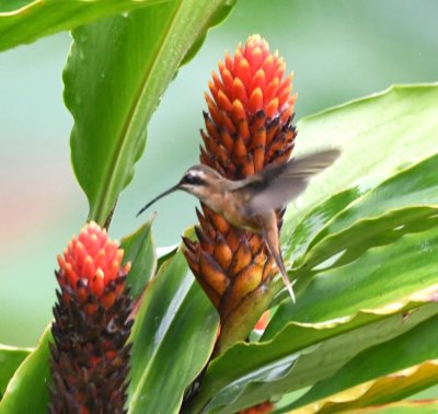 Stripe-throated Hermit hummingbird