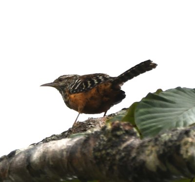 Band-backed Wren