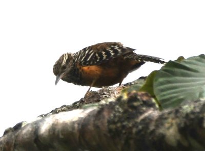 Band-backed Wren