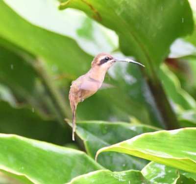 Stripe-throated Hermit hummingbird