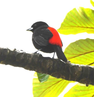 Male Passerini's Tanager