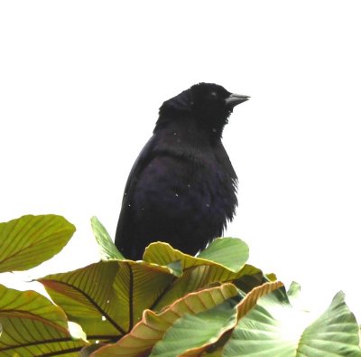 Shiny Cowbird
(black bill and eye)