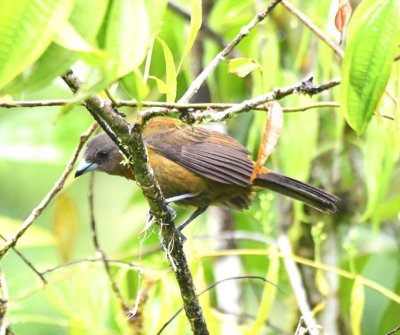 Female Passerini's Tanager
seemed to be nest-building in the bush where the hermit hummingbird was feeding