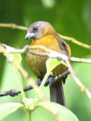 Female Passerini's Tanager