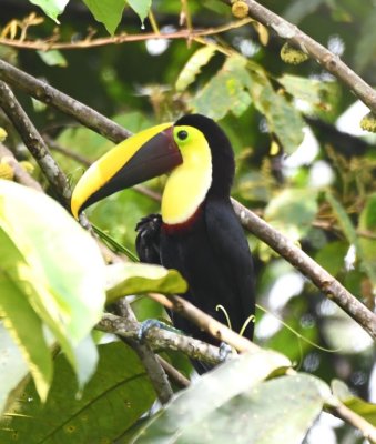 Yellow-throated Toucan