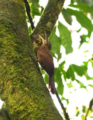 Cocoa Woodcreeper