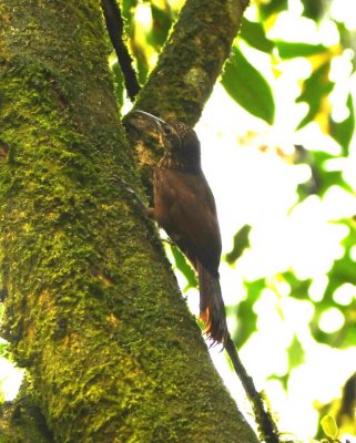 Cocoa Woodcreeper