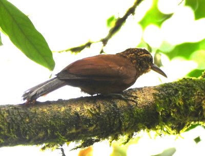 Cocoa Woodcreeper