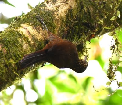 Cocoa Woodcreeper