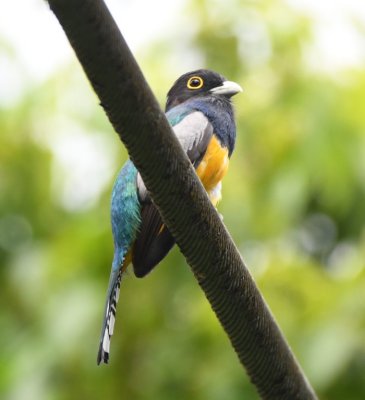 Male Gartered Trogon
on one of the cables to the Stone suspension bridge