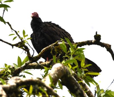 Turkey Vulture
in a tree next to Stone Bridge