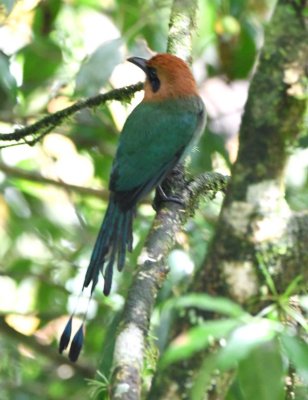Rufous Motmot