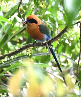 Rufous Motmot