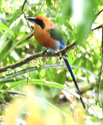 Rufous Motmot
