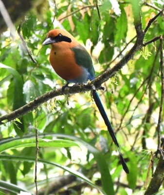 Rufous Motmot