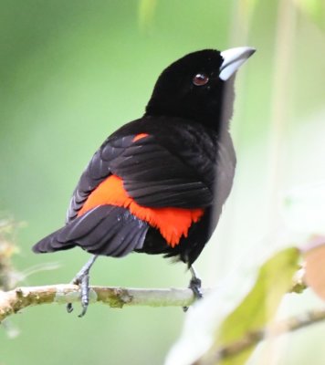 Male Passerini's Tanager