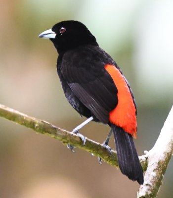Male Passerini's Tanager