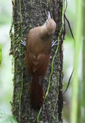 Plain-brown Woodcreeper