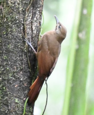 Plain-brown Woodcreeper