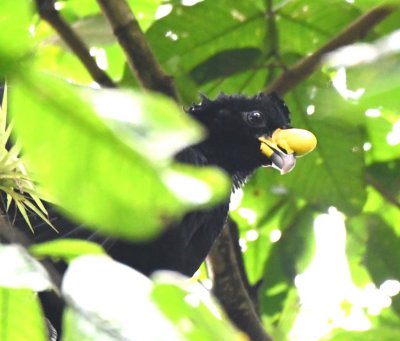 Male Great Curassow
in a tree over the road