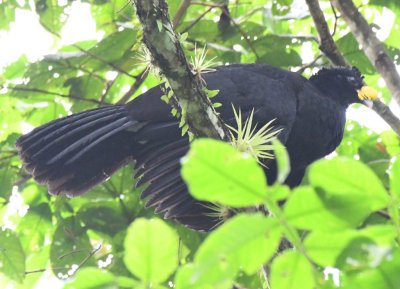 Male Great Curassow