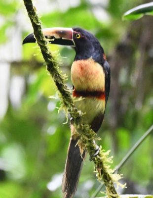 Collared Aracari