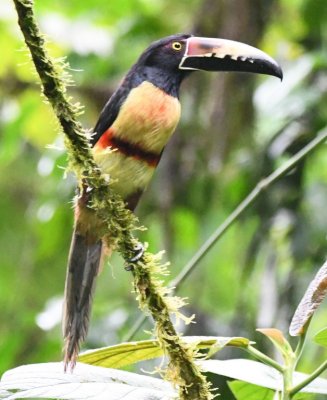 Collared Aracari