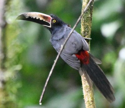 Collared Aracari