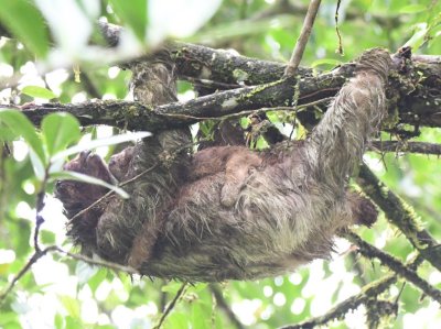 Adult Three-toed Sloth with baby