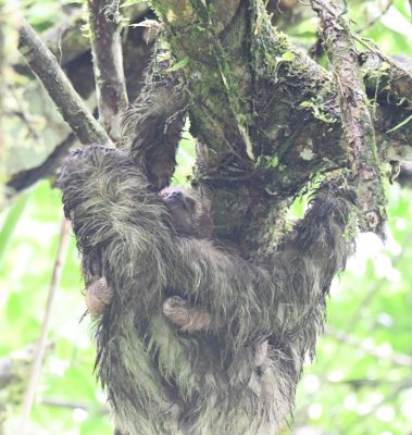 Adult Three-toed Sloth with baby