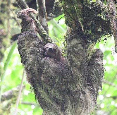 Adult Three-toed Sloth with baby