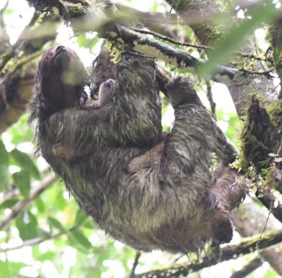 Adult Three-toed Sloth with baby