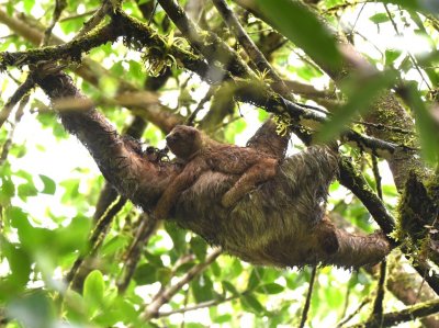 Adult Three-toed Sloth with baby