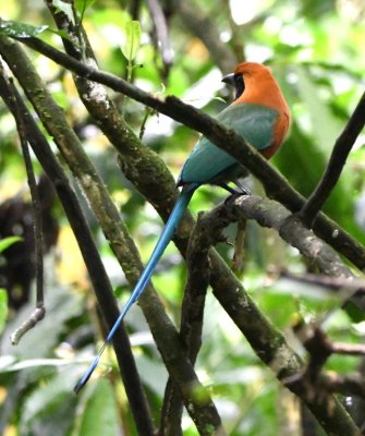 Rufous Motmot
After the morning walk, Mary and I asked to tag along with Catherine and Joel, the local guide, as he scouted for birds for our afternoon field trip; we got good looks at several birds.