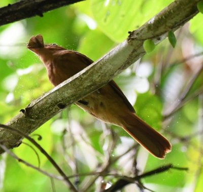 Rufous Mourner
with a moth