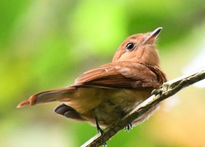 Rufous Mourner
was right over our heads on the trail